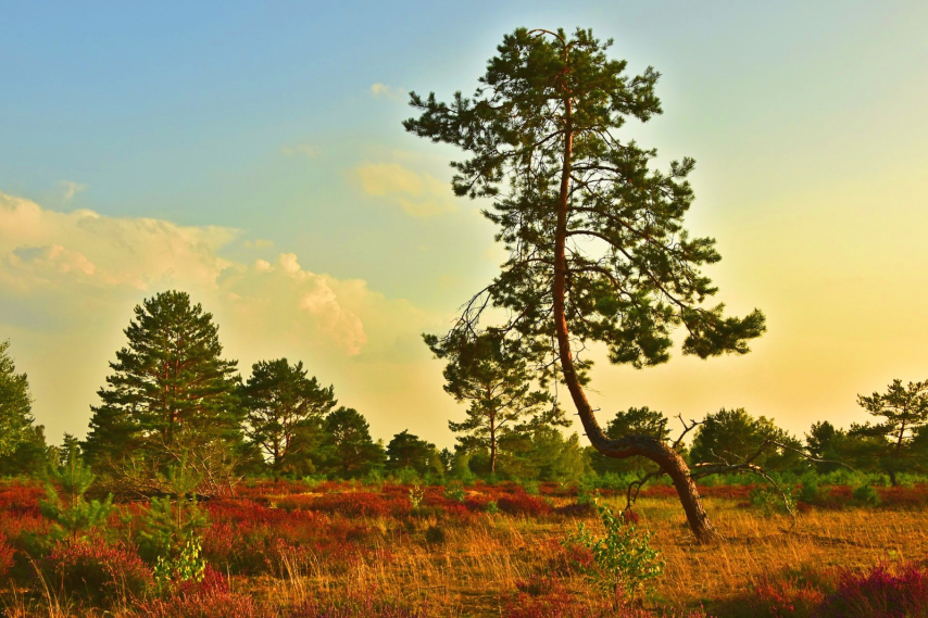 DubenerHeide3